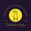 Alarming situation with dogs in Dubrovnik