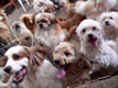 Implementation of the Animal Protection Act
