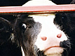 Tragedy of Cows at the Border