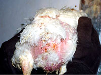 Chicken farm 1