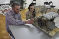 Adopted chinchillas 2 [ 615.06 Kb ]