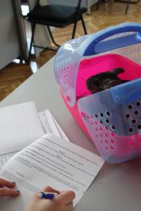 Adopted chinchillas 12 [ 881.73 Kb ]