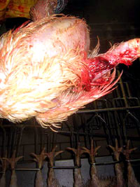 Chicken farm 12 [ 29.76 Kb ]