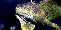 Iguana [ 14.21 Kb ]