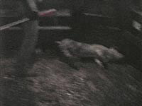 Animal transport - a dragged pig [ 2.47 Mb ]