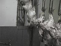 Slaughterhouse - hens on an assembly line [ 3.17 Mb ]