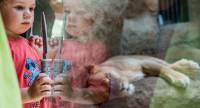 We Animals-Jo-Anne McArthur-dijete i lavica-zagreba�ki zoo [ 1.47 Mb ]