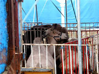 Protest on Vir 5 [ 36.87 Kb ]