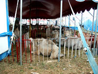 Protest on Vir 6 [ 331.73 Kb ]