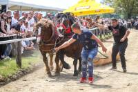 horse abuse