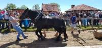 horses pulling a log [ 194.47 Kb ]