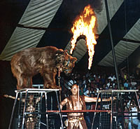A circus bear jumping through a ring of fire
