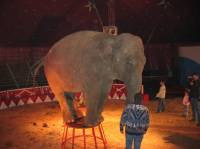 Gaertner in Osijek 2 [ 34.29 Kb ]