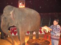 Gaertner in Osijek 3 [ 37.96 Kb ]