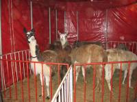 Gaertner in Osijek 4 [ 48.04 Kb ]