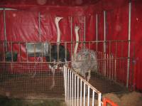 Gaertner in Osijek 5 [ 45.17 Kb ]