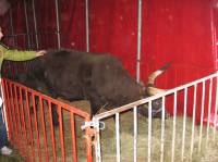 Gaertner in Osijek 6 [ 45.01 Kb ]