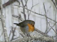 Confiscated robin [ 31.88 Kb ]