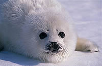 Seal - pup
