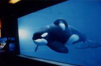 Source: A.R.M.O.R.Y - orca [ 18.94 Kb ]