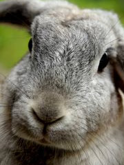 Rabbit test