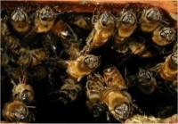 Source: n8ture.com - bees [ 19.94 Kb ]