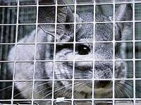 Chinchilla in a cage [ 36.84 Kb ]