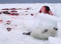 Mladun�e tuljana pre�ivjelo pokolj [ 33.83 Kb ]