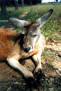 kangaroo7 [ 38.39 Kb ]