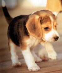Beagle [ 46.58 Kb ]