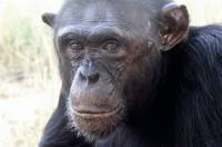 Source: WSPA - chimp face [ 32.77 Kb ]