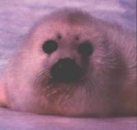 Tuljan - Potra�i me ispod duge