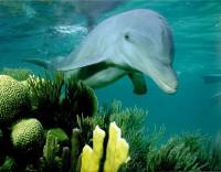 Dolphin [ 45.99 Kb ]