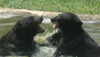 Black bears [ 33.31 Kb ]