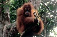 Source: www.dlarborist.com - Orangutan