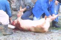 Backyard pig slaughter [ 38.02 Kb ]