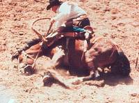 Source: www.bucktherodeo.com - rodeo [ 39.65 Kb ]