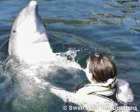 Source: www.orlandoattractions.com - Swimming with dolphins