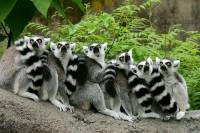 Monkeys [ 48.18 Kb ]