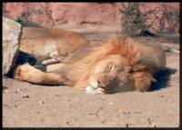 Source: www.animalphotolibrary.com - lion [ 33.28 Kb ]