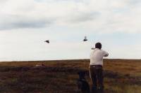 Hunt on protected quails [ 24.02 Kb ]