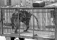 circus_tigar [ 23.64 Kb ]