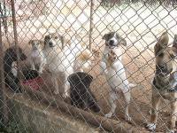 Psi u skloni�tu [ 40.13 Kb ]