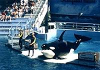 Helene O'Barry, the Miami Seaquarium, Florida, USA