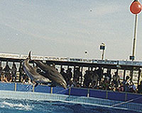 Helene O'Barry, the Cattolica Dolphinarium, Italy