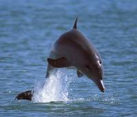 Dolphin [ 49.85 Kb ]