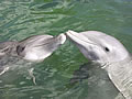 Delfin - ivot ivotinja