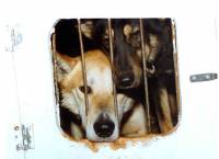 Iditarod 1 [ 53.39 Kb ]
