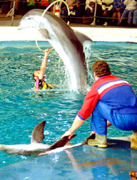 dolphins1 [ 43.12 Kb ]
