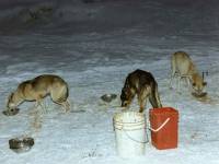Iditarod 3 [ 62.70 Kb ]